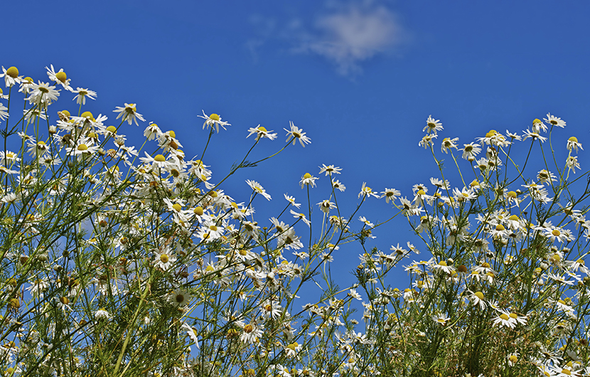 Daisies blooming in the sunshine A field of daisies blooming in a sunny field