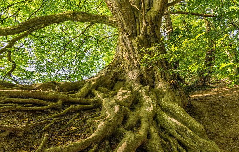 Arbre - ©Felix Mittermeier Arbre - ©Felix Mittermeier