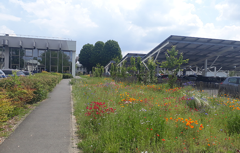 CPB - Parc d'affaires de Rungis © CDC Biodiversité CPB - Parc d'affaires de Rungis © CDC Biodiversité