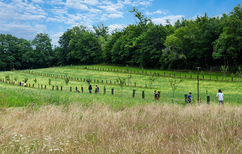 Nature 2050 - Agroforesterie Raulhac copie A field of daisies blooming in a sunny field
