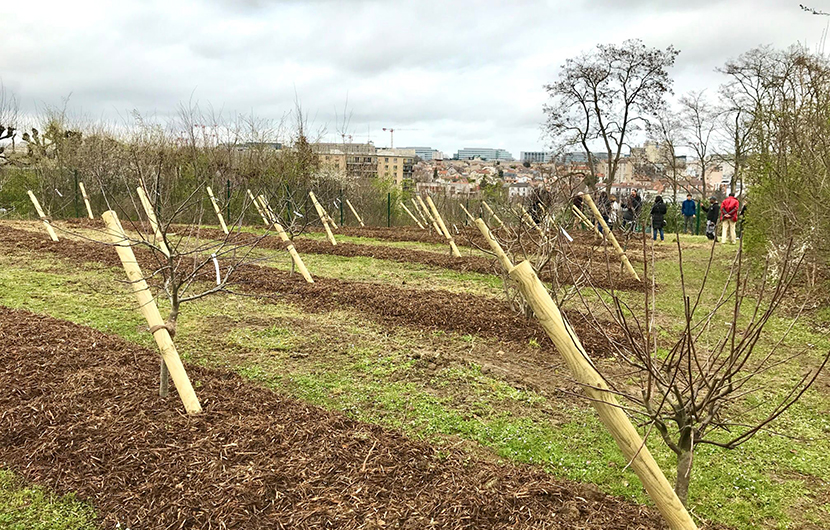 Parc du Coteau - Vergers (c) Maison de l'environnement Grand Orly Seine Bièvre - Nature 2050 Plantations d’arbres fruitiers dans le parc du Coteau à Arcueil ©Maison de l'environnement Grand Orly Seine Bièvre