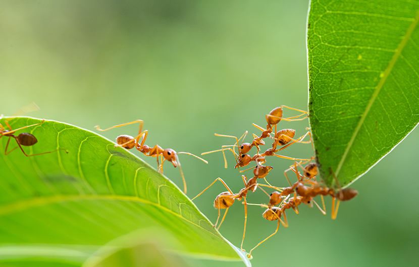 Ant action standing. Ant bridge unity team, Concept team work to A field of daisies blooming in a sunny field