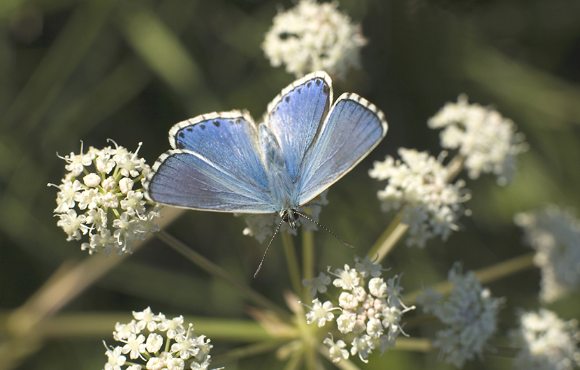 butterfly MESURER - L'empreinte biodiversité - © mirounga