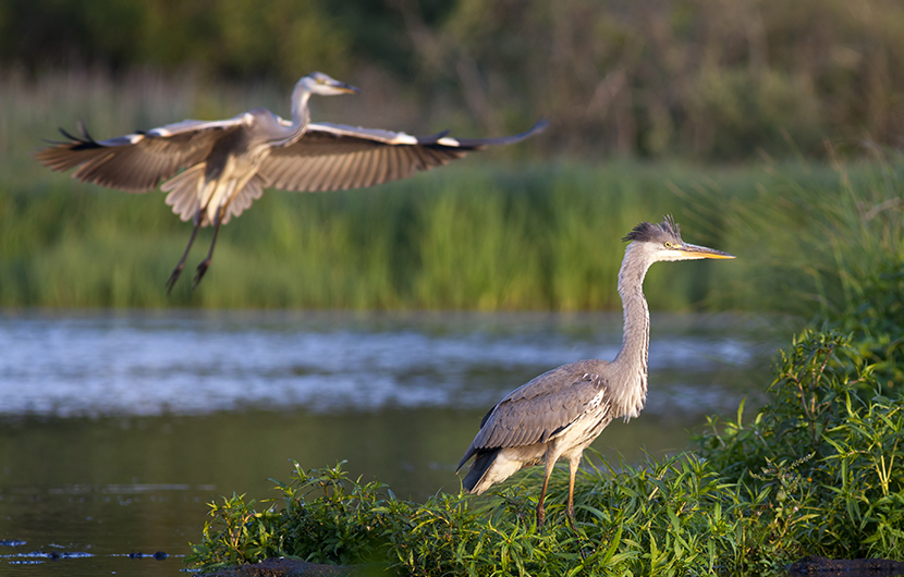 Two Great Blue Heron. MESURER - L'empreinte biodiversité - © mirounga