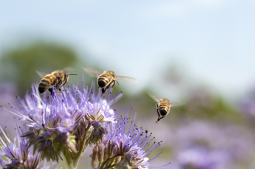 Abeilles-et-fleur-©proxyminder Abeilles-et-fleur-©proxyminder