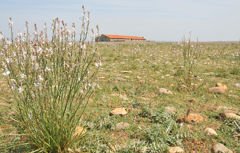 Domaine - Cossure ©JM Pettina A field of daisies blooming in a sunny field
