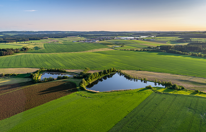 Bird's-eye shot of breathtaking green fields with small ponds in a rural area A field of daisies blooming in a sunny field