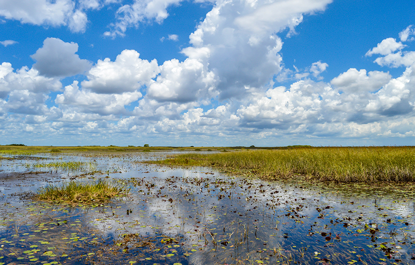 Everglades panorama CPB - Parc d'affaires de Rungis © CDC Biodiversité