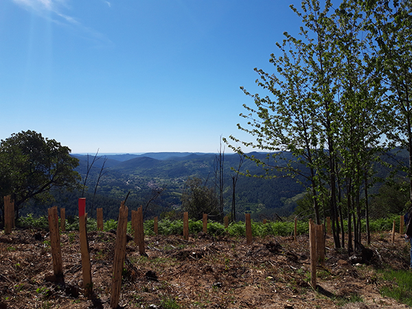 Travaux expérimentaux de plantations d’essences diverses sur une parcelle du projet Nature 2050 dans la forêt cévenole Travaux expérimentaux de plantations d’essences diverses sur une parcelle du projet Nature 2050 dans la forêt cévenole
