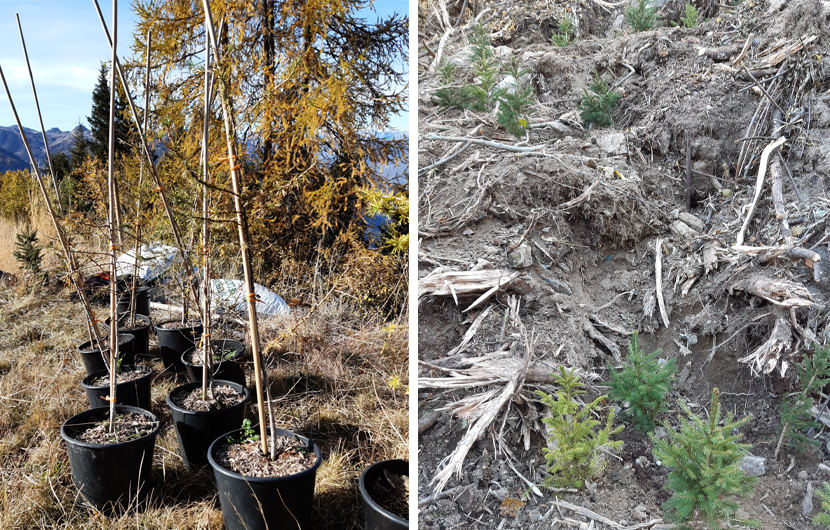 Plants-d’épicéas-et-de-mélèzes-avant-et-après-la-plantation©-Parc-National-de-la-Vanoise-copie Plants d’épicéas et de mélèzes avant et après la plantation © Parc National de la Vanoise