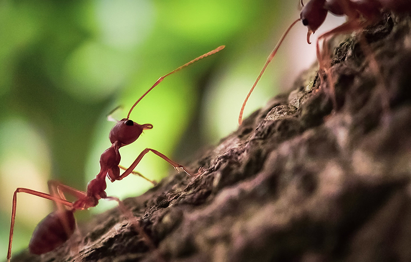 Nous-contacter Arbre - ©Felix Mittermeier