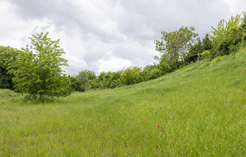 Parc Prairie du Fort-mai 2024- ©Julian Renard