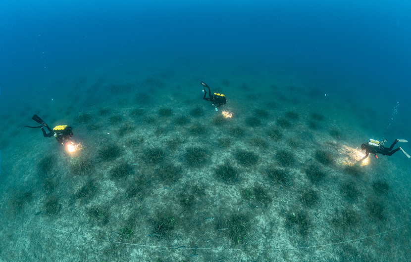 Patchs d’herbiers de posidonie du projet REPIC © Laurent Ballesta, Andromède Océanologie Patchs d’herbiers de posidonie du projet REPIC © Laurent Ballesta, Andromède Océanologie