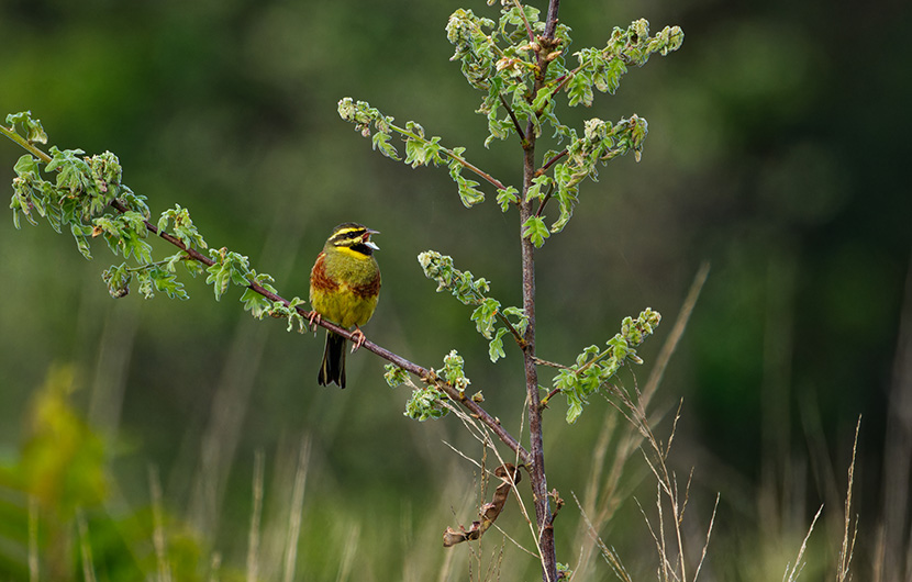 2- Bruant zizi ©Créateur de forêt Bruant zizi, espèce de passereaux appartenant à la famille des Emberizidae ©Créateur de forêt