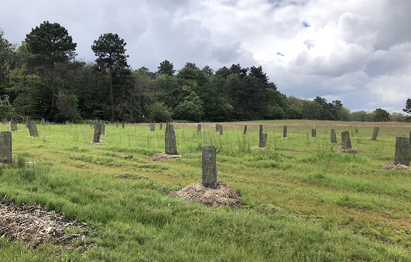 Bois de l'Espèr ©Créateur de forêt Bois de l'Espèr ©Créateur de forêt