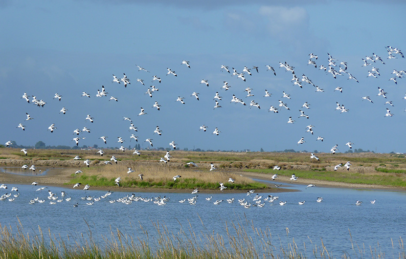 Avocettes élégantes_Reserve Moeze Oleron ©LPO