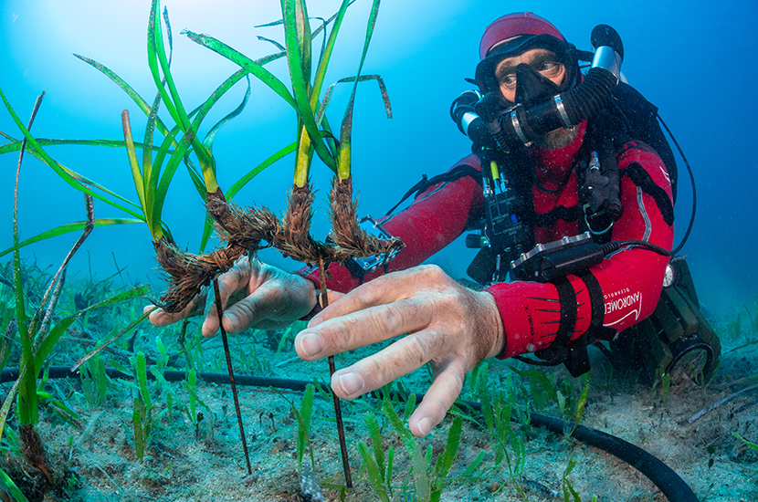 Repiquage des fragments de Posidonie à la main ©Laurent Ballesta-Andromède Océanologie