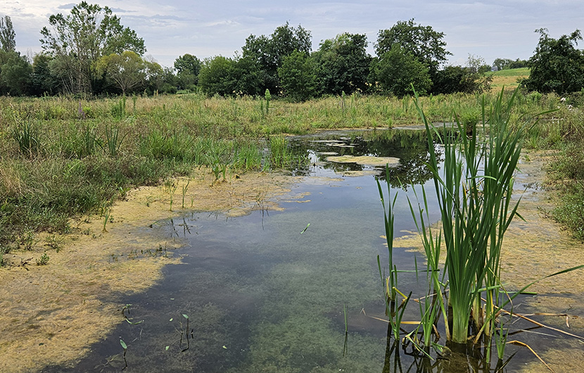 Zone humide restaurée en amont du Petit Étang © SMVA