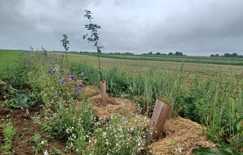 Agroforesterie 3 PARCELLES © Fermes d’Avenir