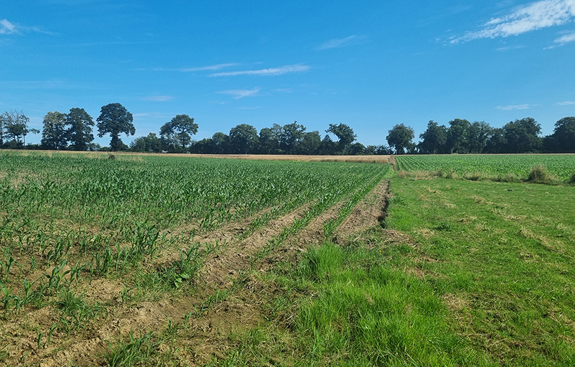 Site de plantation de haies © CPIE Collines normandes