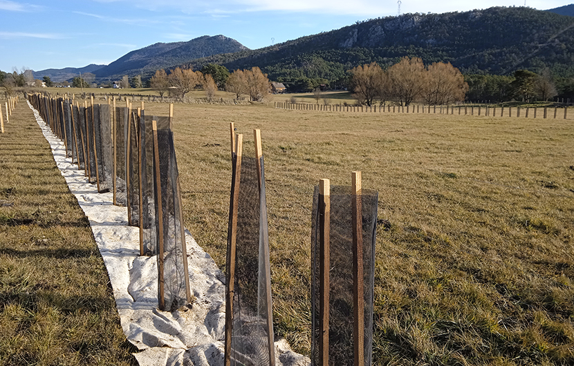 Plantations à Valderoure, Bocage provençal © Terre de Liens PACA