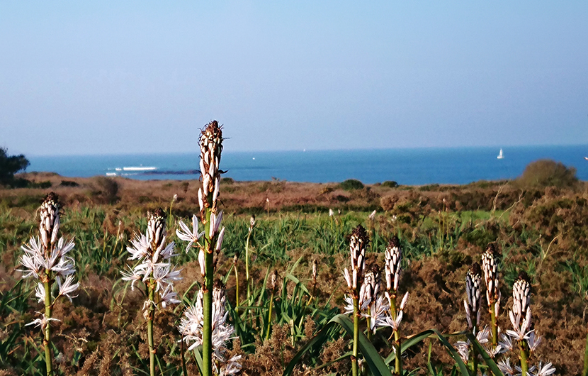 Asphodeles, Lande de Ploemeur © Ploemeur