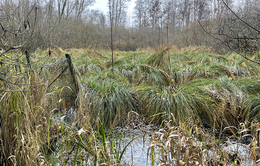 Marais de Guerbigny © Printemps des Terres