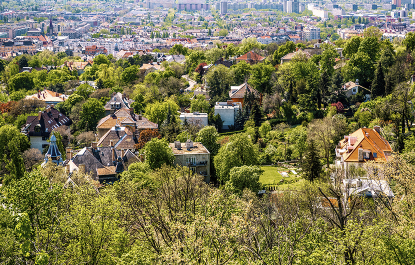Budapest city in spring. Hungary A field of daisies blooming in a sunny field