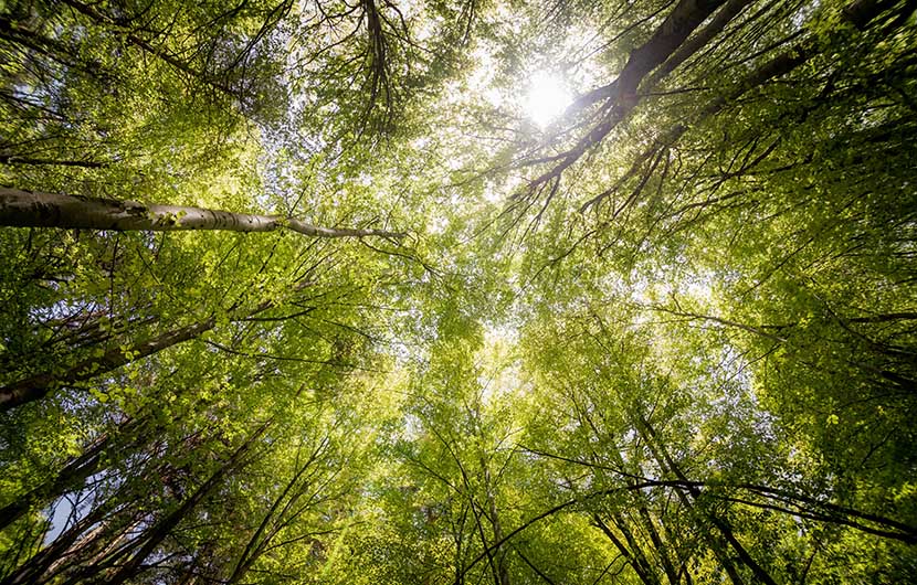 Forêt - pexels-anton-atanasov-566496 Tortue Hermann_male_adulte © R_Garbe_CDCB