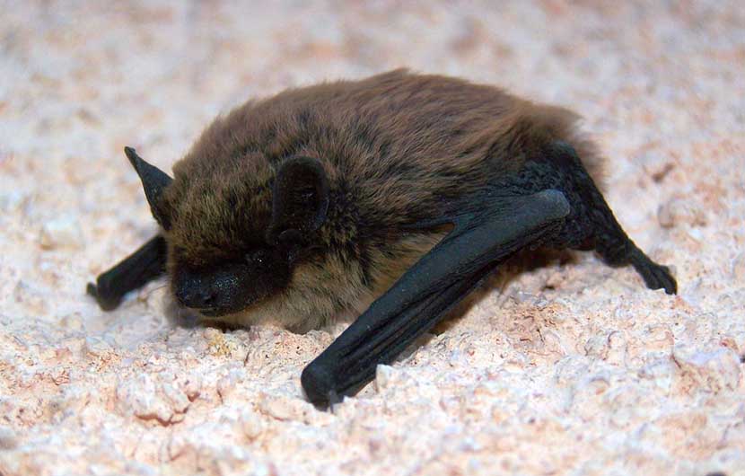 Pipistrelle de Khul © U.Köller Pipistrelle de Khul © U.Köller