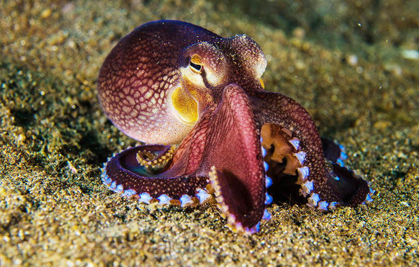 Poulpe ©shutterstock_290352473-830x530 Poulpe ©shutterstock