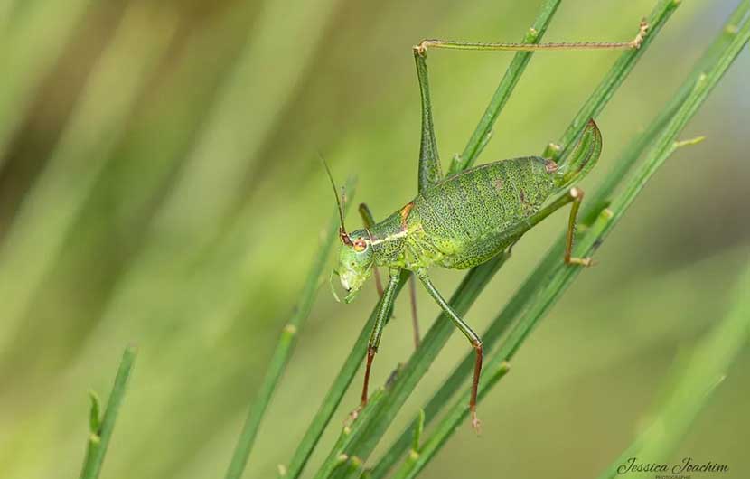 Sauterelle ponctuee © Jessica Joachim Sauterelle ponctuee © Jessica Joachim