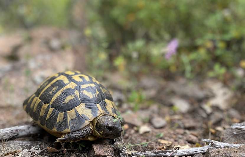 Tortue Hermann_male_adulte © R_Garbe_CDCB Tortue Hermann_male_adulte © R_Garbe_CDCB